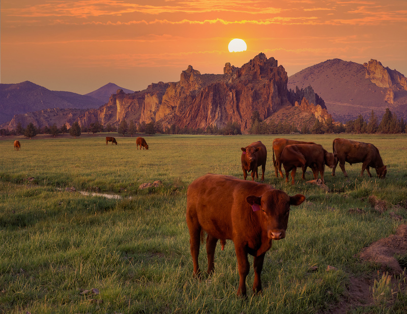 Cattle grazing in a pasture that is adjacent to Smith Rock State Park, in background,  near Terrebonne Oregon